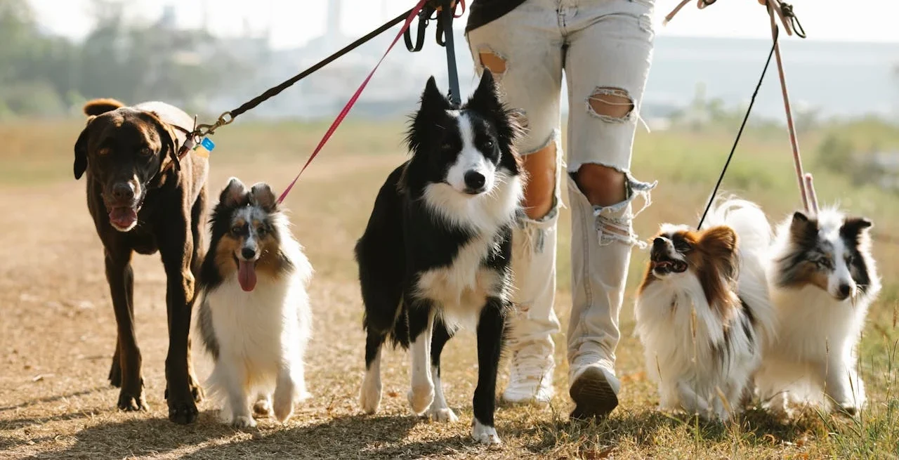 Walks with Your Dog